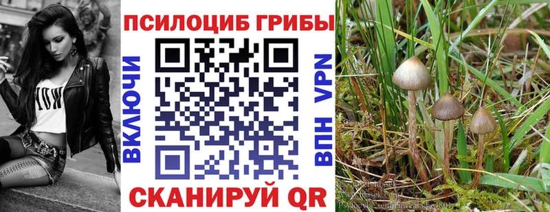 Псилоцибиновые грибы Psilocybe  Осташков 