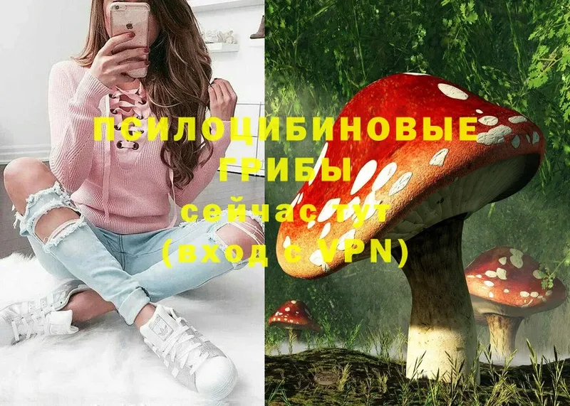 Псилоцибиновые грибы Psilocybe  где продают наркотики  Осташков 